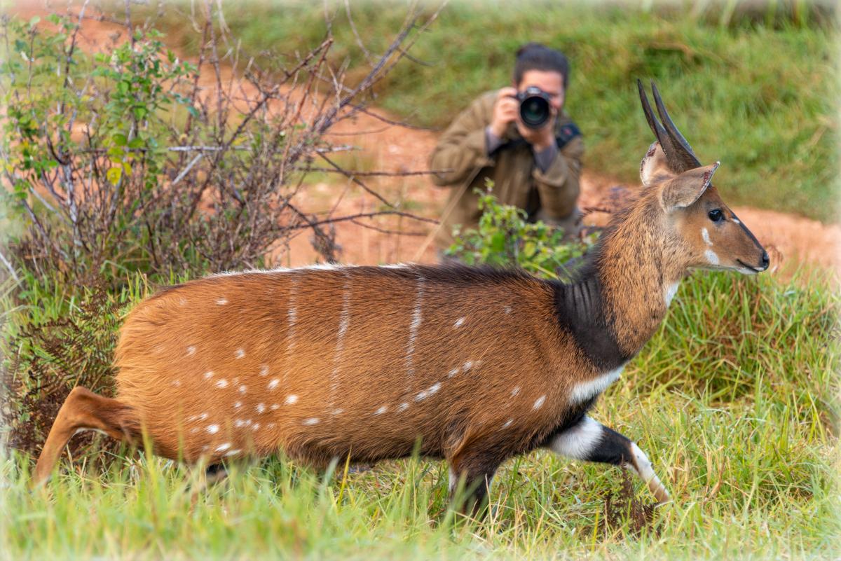 Photographer taking a picture of wildlife