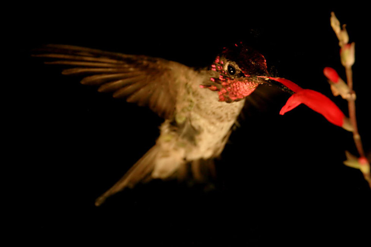 Hummingbird-feeding_flower_VMO-750pxJ.jpg