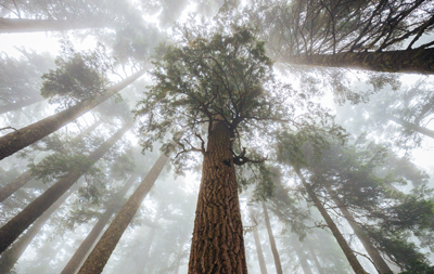 Redwood_400px.png