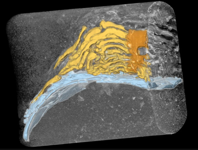 An X-ray reconstruction of a 32-million-year-old fossil kelp holdfast