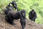 The four female gorillas released into the wild. Photo credit: GRACE