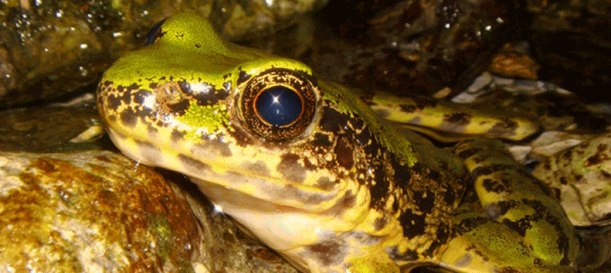 Odorous Frog