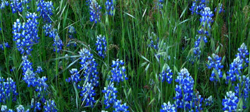 Field of blue flowers